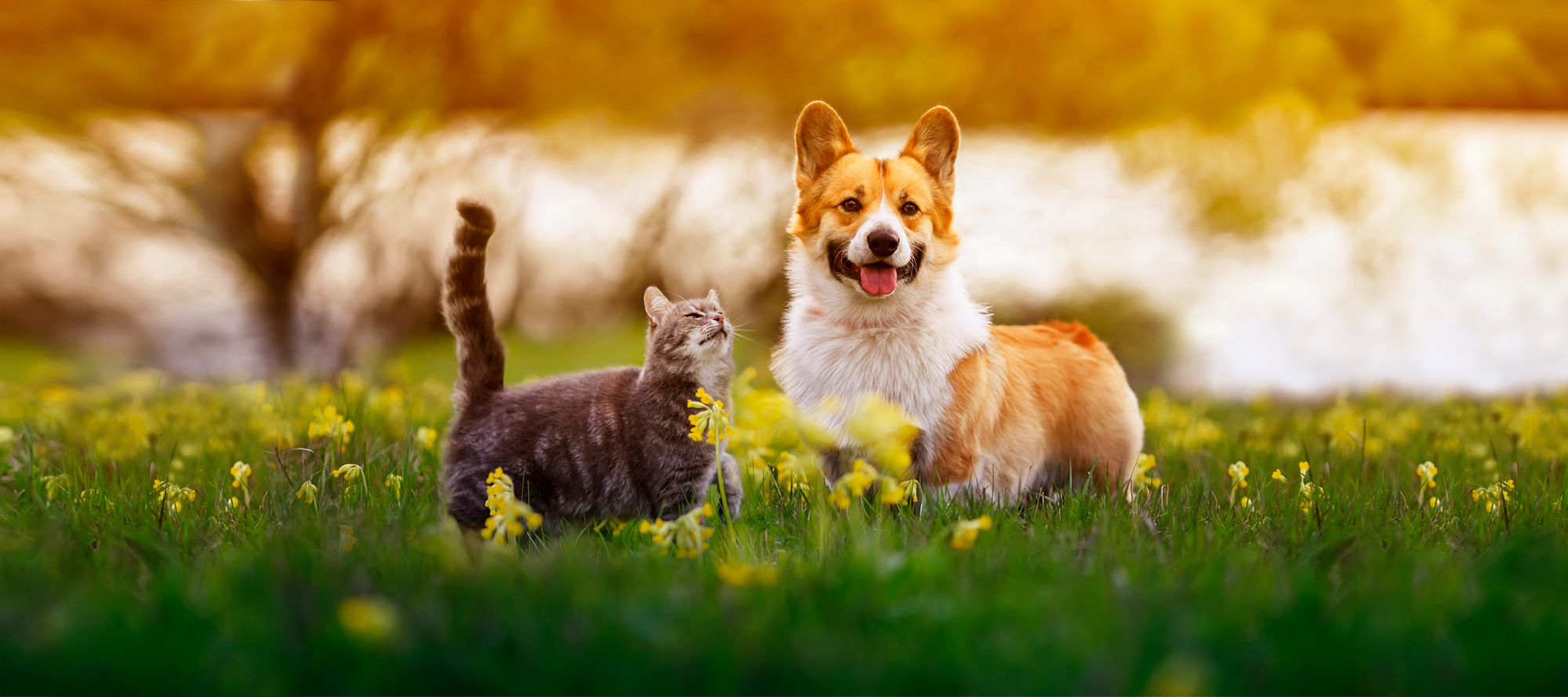 dog and cat Banner