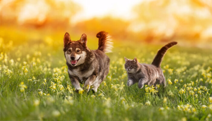 dog-and-cat-running